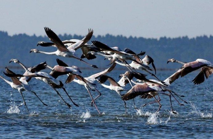 Divjaka Karavasta National Park This Year s Surprise Of Tourism In 