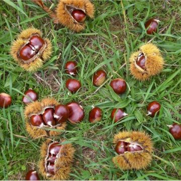 From Tropoja to Korca: Where to Find Chestnuts