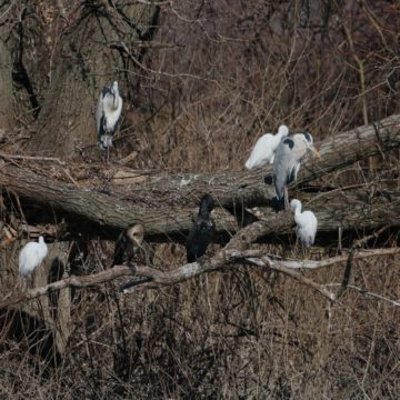 Waterbird Population in Albania’s Wetlands is Declining