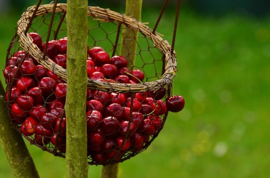 Cherry Festival in Dibra, Food, Nature, and Music