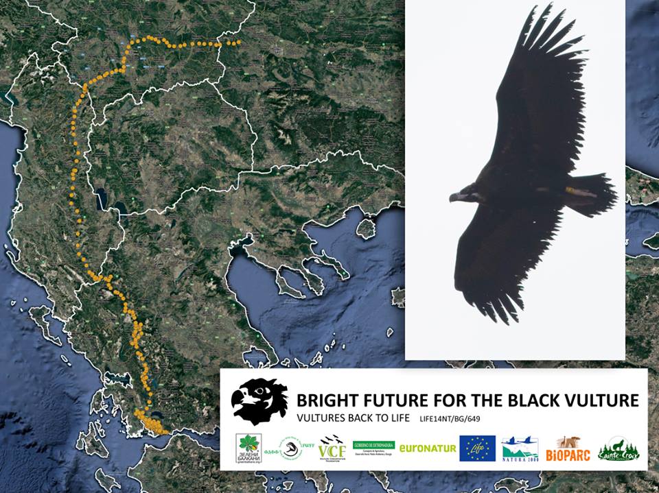 Cinereous Vulture Balkans