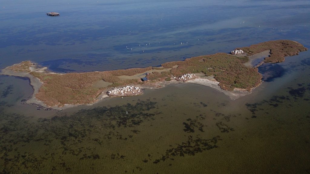 the nesting island of Dalmatian Pelicans