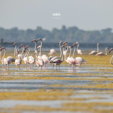 Where to Watch Flamingos, Dalmatian Pelicans and Other Birds in Albania