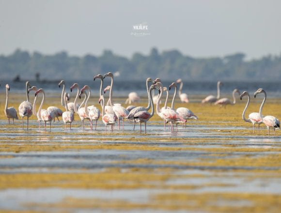 Where to Watch Flamingos, Dalmatian Pelicans and Other Birds in Albania Where to Watch Flamingos, Dalmatian Pelicans and Other Birds in Albania