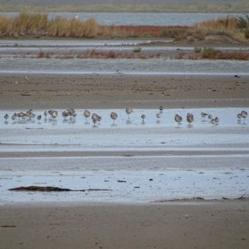 Albania Completes Count of Its Waterbirds 