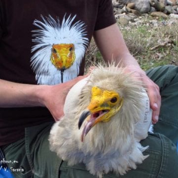 Learn about Vjosa, the Egyptian Vulture that Is Coming Home