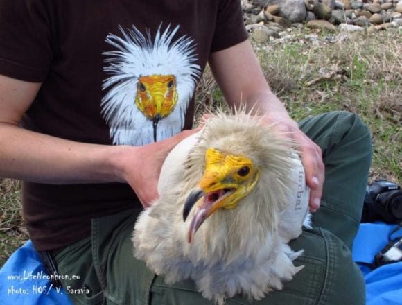 Learn about Vjosa, the Egyptian Vulture that Is Coming Home Learn about Vjosa, the Egyptian Vulture that Is Coming Home