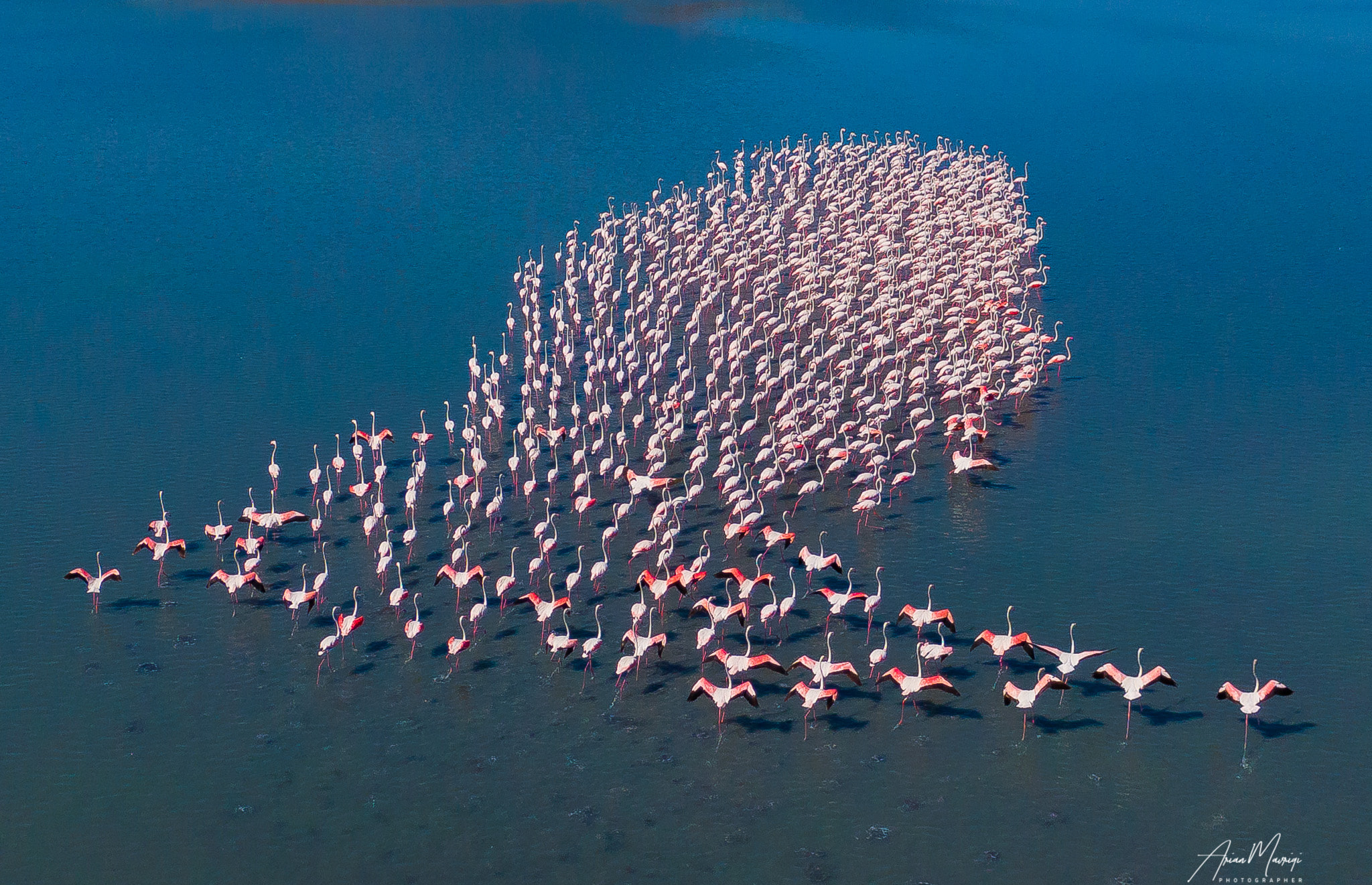 Flamingos Albania