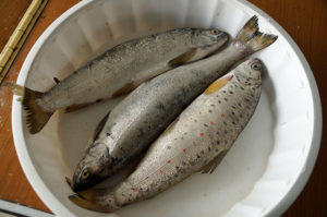 Koran Fish