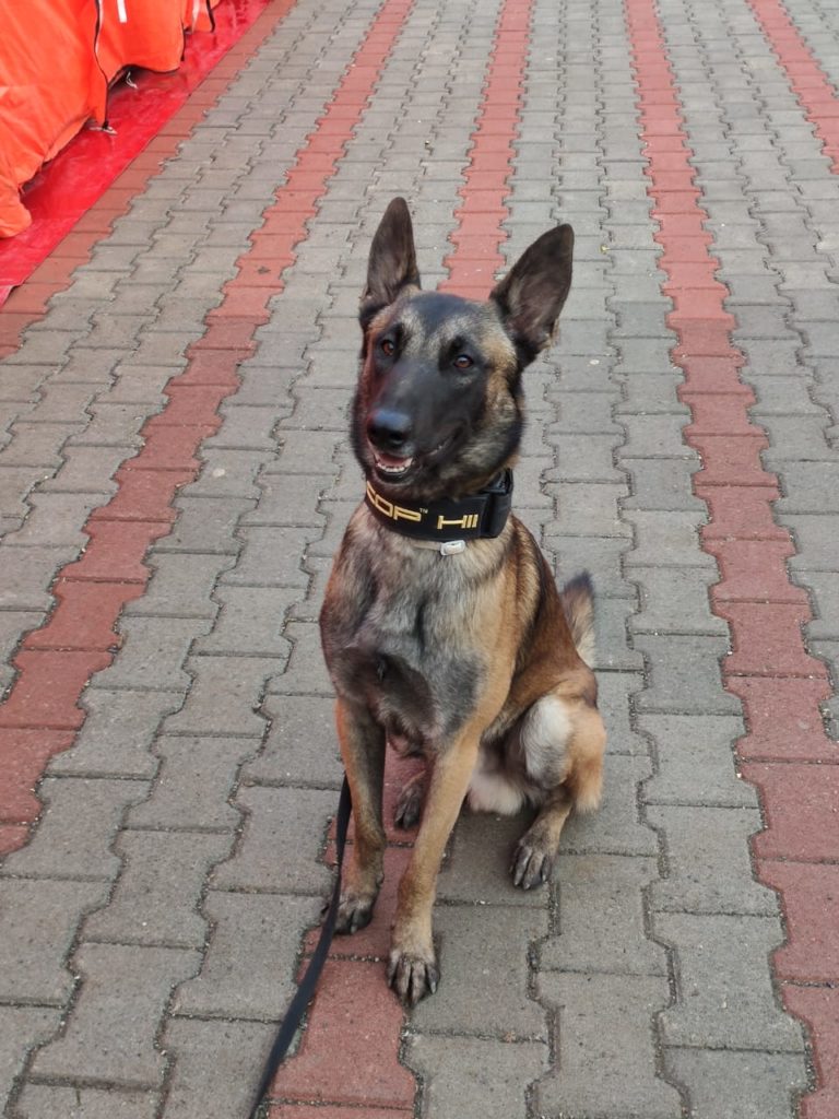 Oscar rescue dog