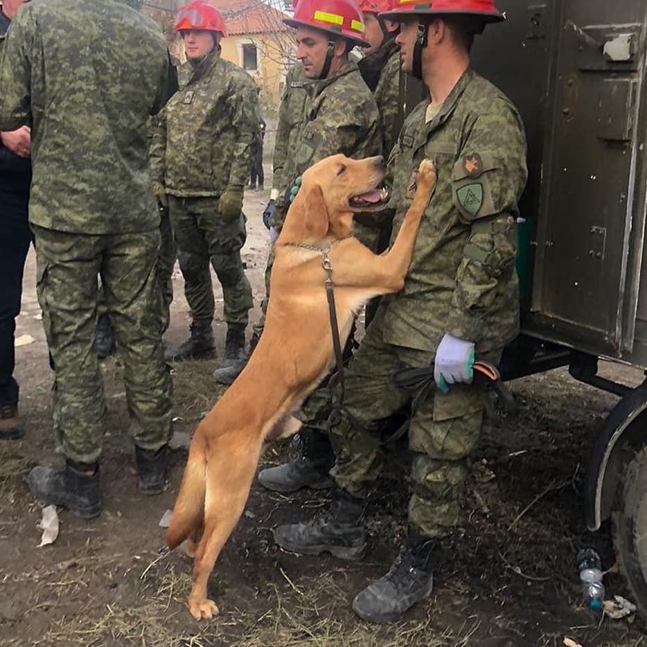 Sadak Kosovo Rescue dog