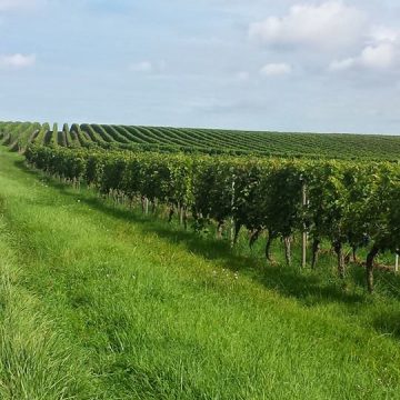 German Govt to Support Creation of Wine Routes in Albania