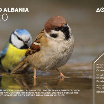 Last day to Apply for AOS’s Bird Identification Albania Course