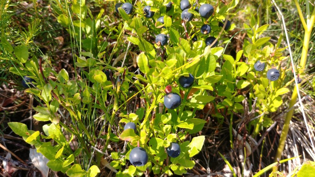Puka blueberries in Gojan mountains, July 2021, credit Ilir Shyti