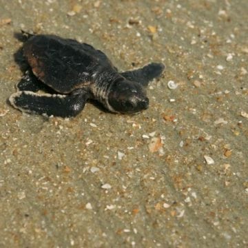 Rare Sight as 50 Loggerhead Sea Turtles Hatched in Divjaka – Karavasta National Park