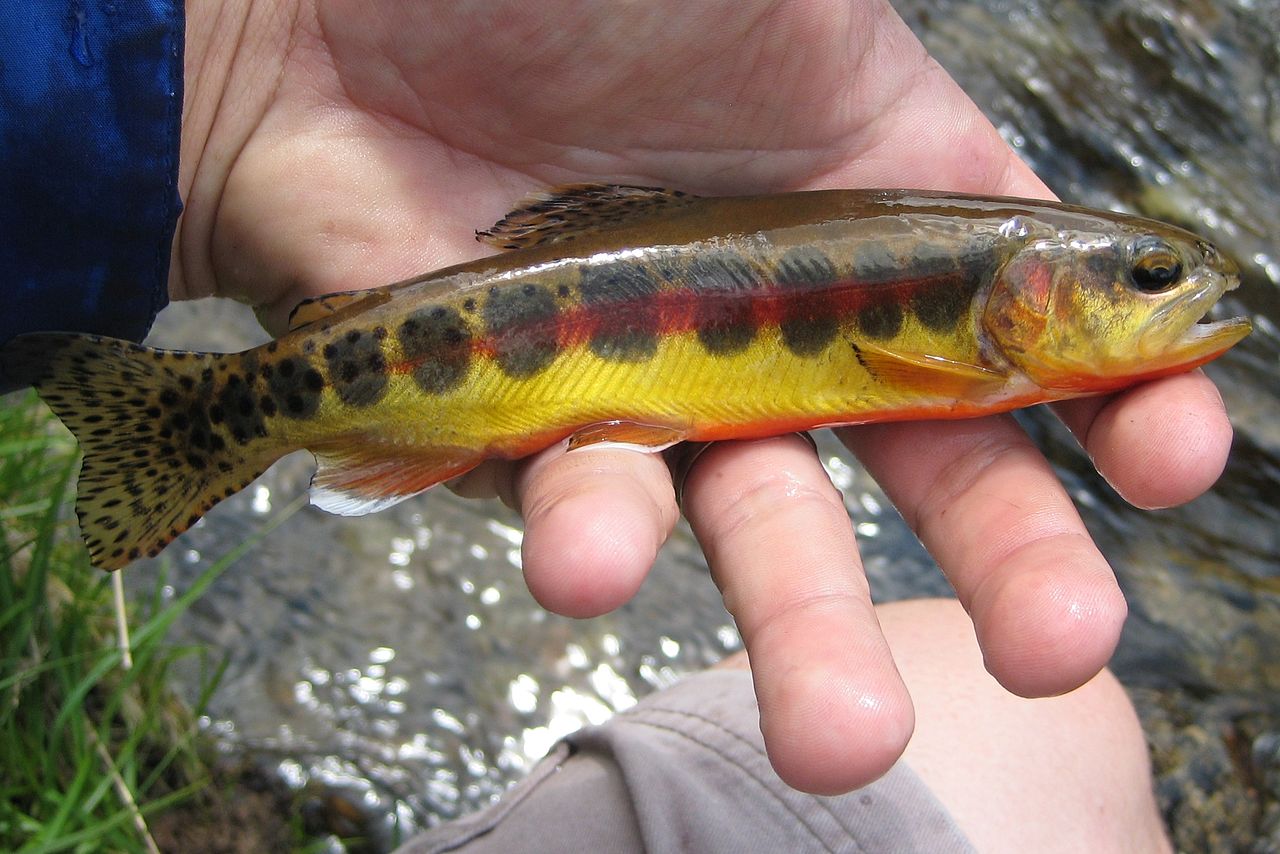 california golden trout