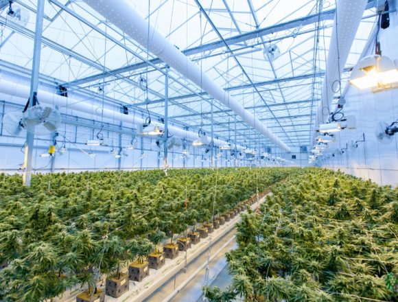 Albania moves to Legalize Medical, Industrial Cannabis Cultivation Albania moves to Legalize Medical, Industrial Cannabis Cultivation