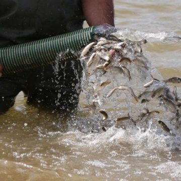 160K Carp Fingerlings Stocked into Fierza Lake after 15 Years