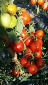 Cerre-tomato