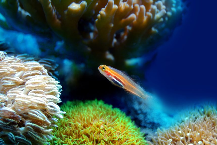 Coral Reefs in Vlora Bay Threatened by Climate Change
