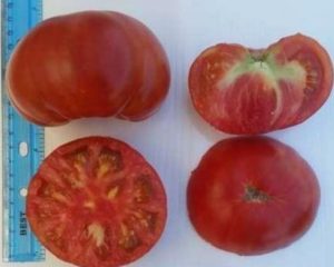 Dhoksati Tomato
