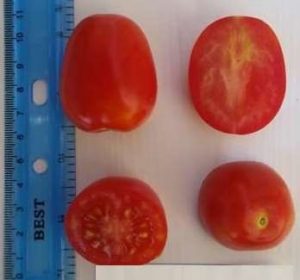 Pistilke Tomato Variety