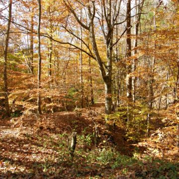 Albania Still Slaying Forests Despite Ban and Global Warming