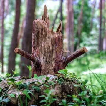 Tougher Penalties for Forest Crime