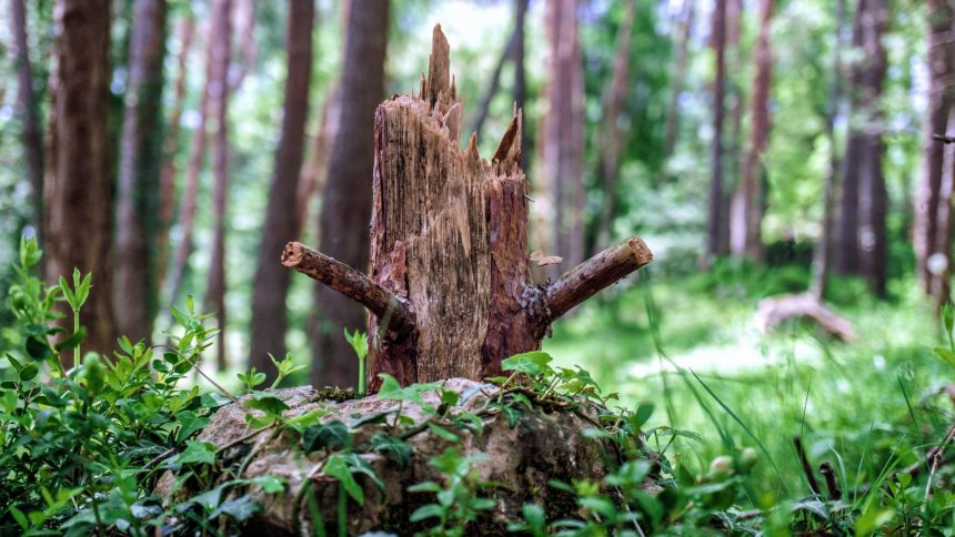 Tougher Penalties for Forest Crime