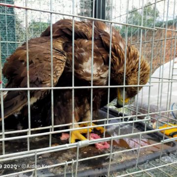 Golden Eagle Shot and Injured by Poachers