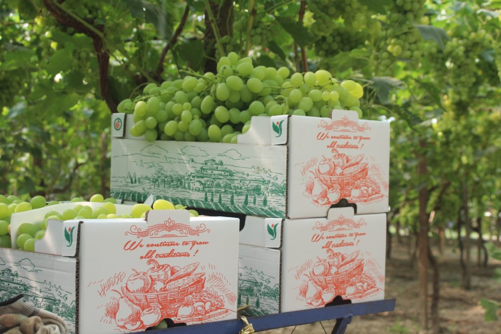 Albania grape