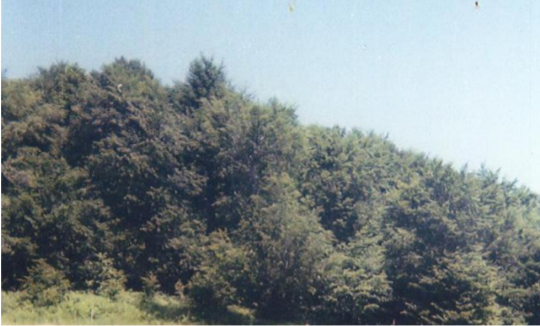 gurra field beeches