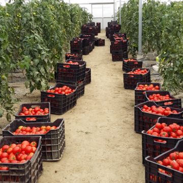 Agrocon Albania, the Albanian Farm Introducing the Highest European Standards