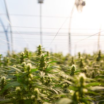 Would You Support the Cousin of Marijuana for the Sake of Agriculture?