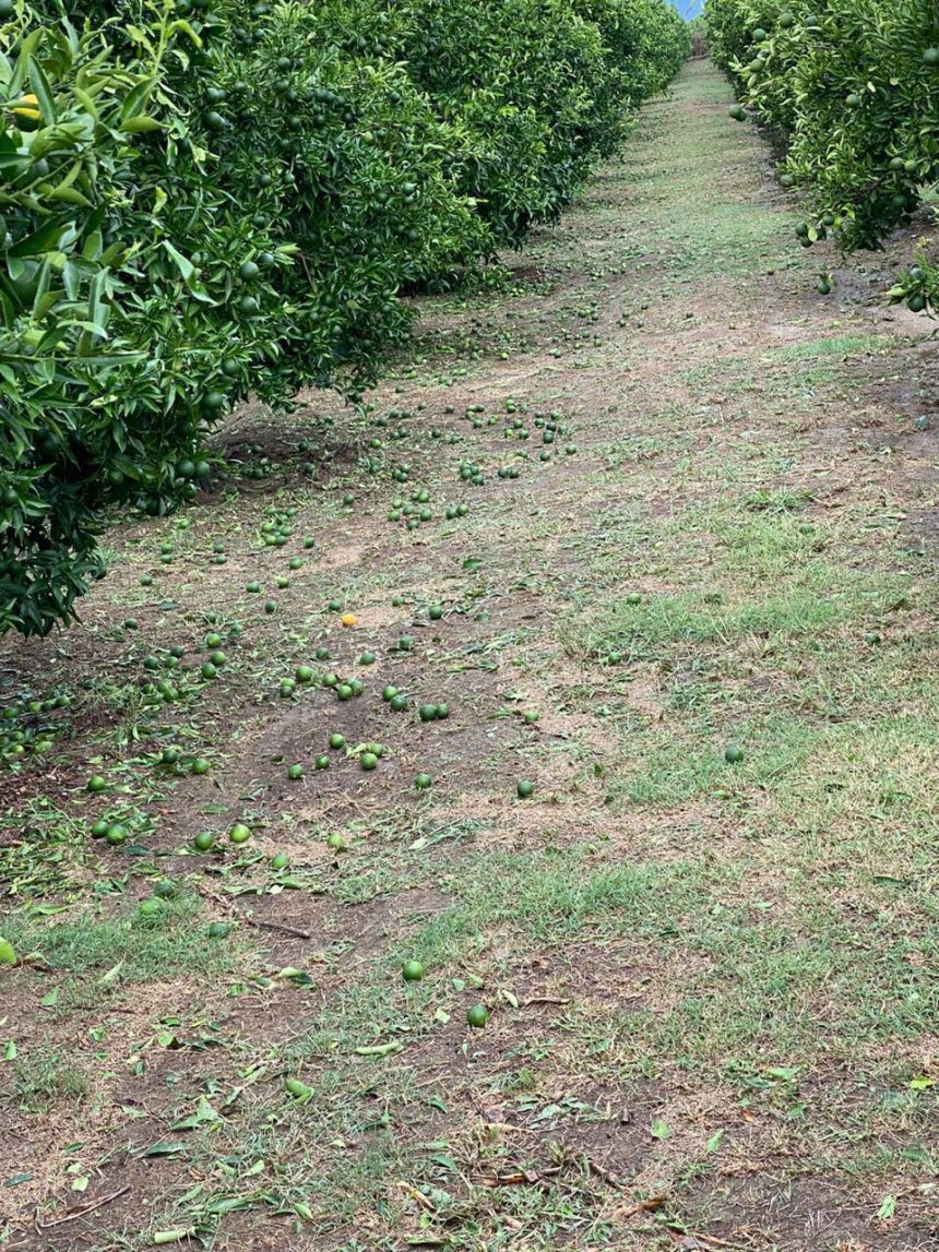 Heavy Hailstorm Hit Konispoli Citrus Orchards
