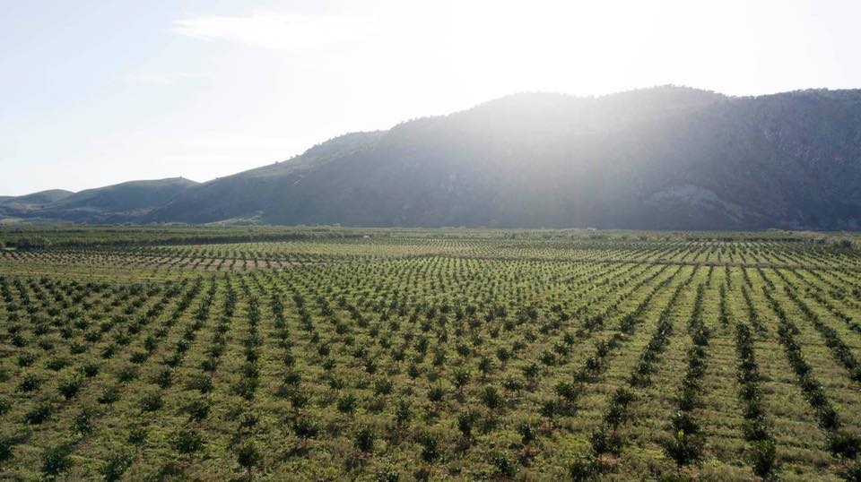 Mandarin plantation