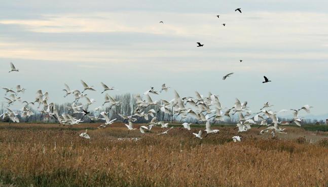 New Project to Help Ecosystem Restoration in Kune-Vain Lagoon - Invest ...