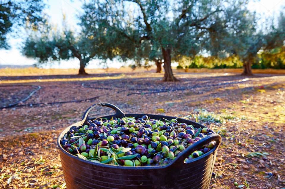 Olives Albania