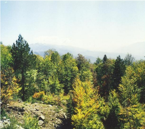 forest of paunchy kostenje