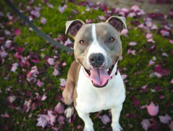 Fines up to Imprisonment for Aggressive Pets’ Owners Fines up to Imprisonment for Aggressive Pets’ Owners