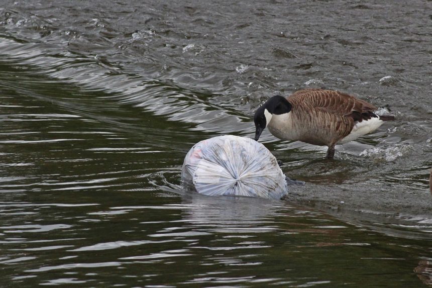 WWF Rings Alarm Bells on Albania’s Plastic Pollution