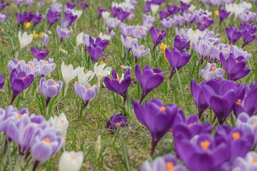 Albanians Start Cultivation of High-Priced Saffron Plant