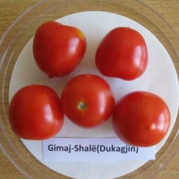 Shala tomato