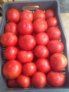 Shengjergji Tomato Variety