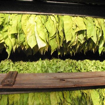 Dumrea Farmers Interested in Tobacco Cultivation