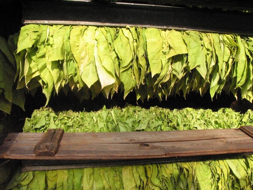 Italy, fund for the cultivation of tobacco in Albania