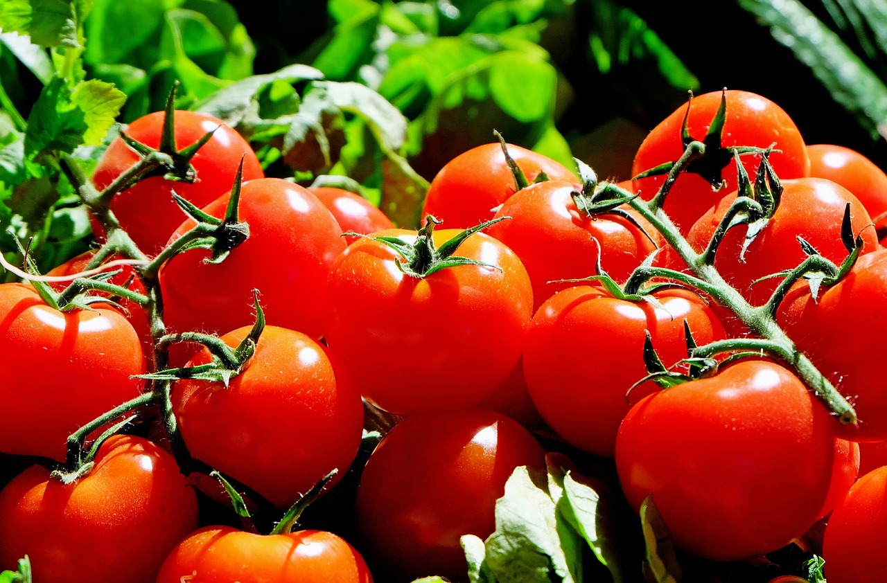 tomatoes export Albania