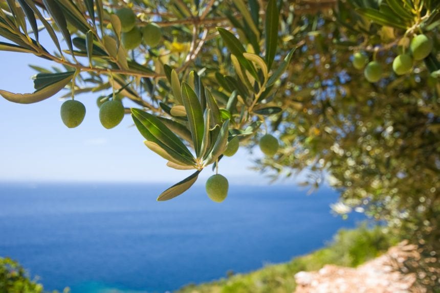 Bid on Olive Trees Database Launched