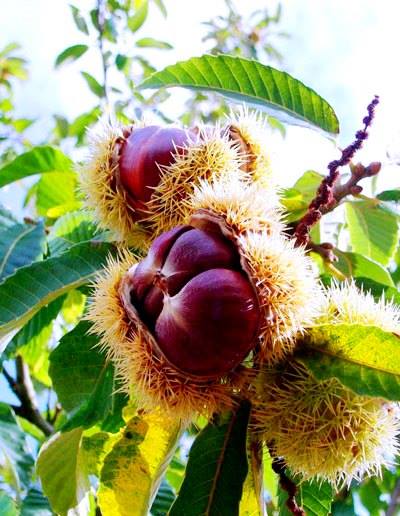 Tropoja’s Chestnuts Ready for the International Market