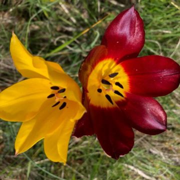 Tulipa Albanica Habitat under Temporary Protection